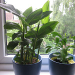 Interior,Marvelous Indoor Plant Decoration Ideas With Wonderful Double Plastic Matterial Potted Plant In Black Color And Gorgeous Glass Window,Indoor Plant Decoration Ideas
