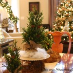Dining Room,Chic Table Decoration For Christmas With Exquisite Brown Wood Dining Table And Beautiful Green Small Pine Christmas Trees Plus Soft Cream Run Table Cloth Also Nice Brown Wood Dining Chairs For Elegant Concept,Splendid Dining Table Decorations For Christmas