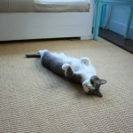 Interior,Comfortable Hand Made Jute Outdoor Rug Design Ideas With Gorgeous Cream Color,New Style Jute Outdoor Rugs 
