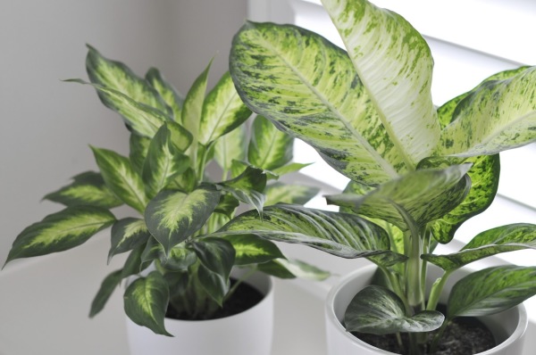 Interior,Trendy Indoor Plant Decoration Ideas Stylish Double White Ceramic Potted Plant ,Indoor Plant Decoration Ideas