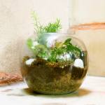 Interior,Dazzling Indoor Plant Decoration Ideas With Stylish Glass Material In Ball Shape,Indoor Plant Decoration Ideas